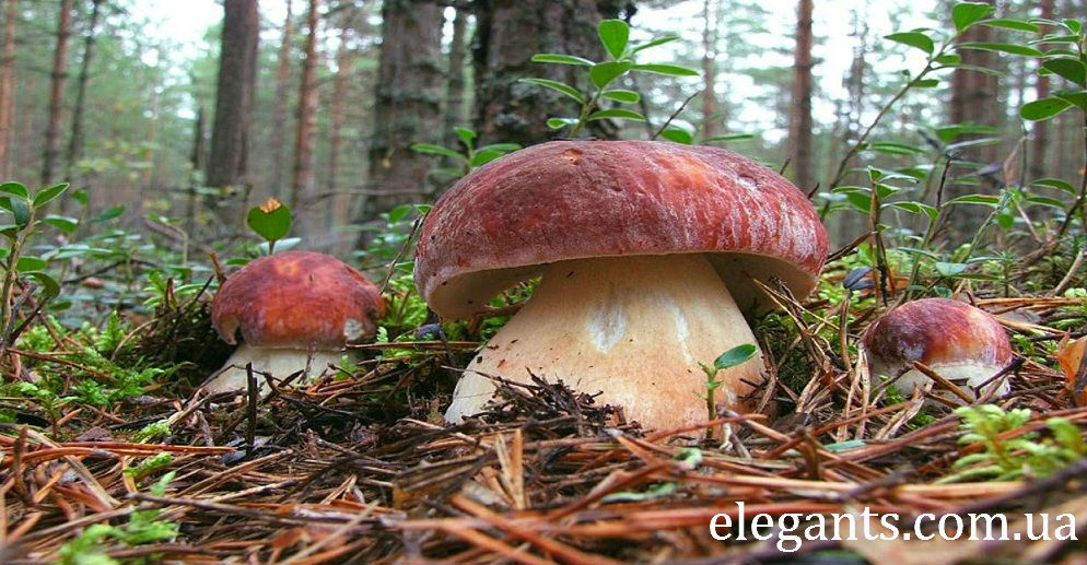 грибы,купить грибы,сушенные грибы,консервированые грибы,салат с грибами,рецепты с грибами,грибы фото,заказывайте гриба,купить онлайн белые грибы,курица с грибами,грибы в духовке,цветы,купить цветы,семена цветов,семена,семя,семю,купить семена,купить семян,семена почтой,арбуз,семена магазин,интернет семена,интернет семян,интернет магазин семян,куплю семена,каталог семена,каталог семян,капуста,перец,сладкий перец,болгарский перец,морковь,семена моркови,полезные свойства моркови